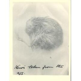 Kiwi taken from the egg