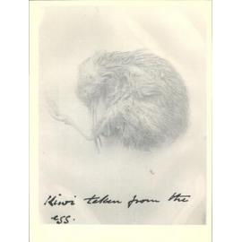 Kiwi, taken from the egg