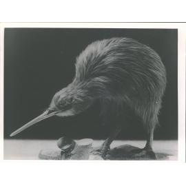 Kiwi
