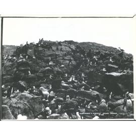 Albatrosses and Penguins- Bounty Islands, Subantarctic Islands