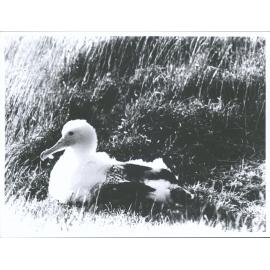 At Taiaroa Head, Otago Harbour