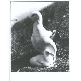 Taiaroa Head Albatross Colony