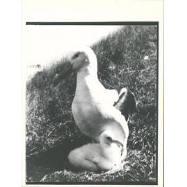 Albatross Colony at Taiaroa Head, Otago Harbour
