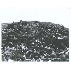 Albatrosses and Penguins, Bounty Islands