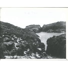 Seabirds, Bounty Islands