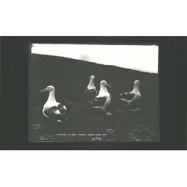 Albatrosses at Home- Campbell Islands
