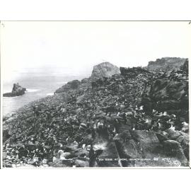 Sea Birds at Home, Bounty Islands.
