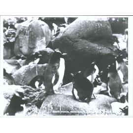 Crested Penguins, Bounty Islands