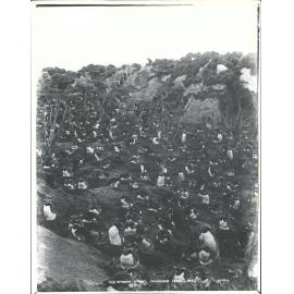 A Penguin Colony, Auckland Isles