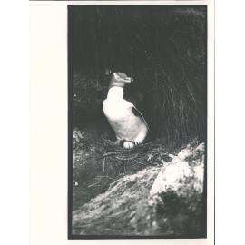 Hoiho- Yellow Eyed Penguin