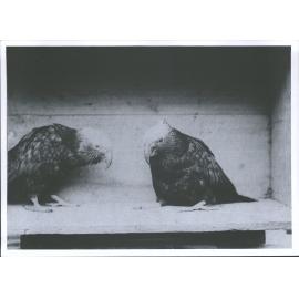 "Kakas - A Consultation"