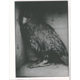 Kakapo [Dusky Sound]