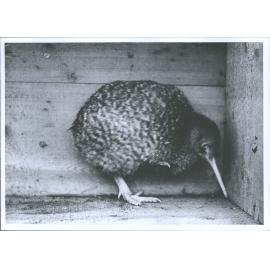 "Kiwi in its attitude of defence"