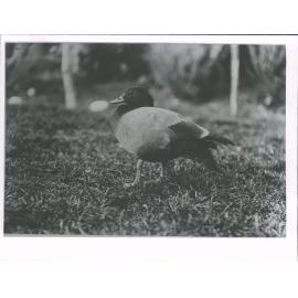 Putakitaki/Paradise Duck