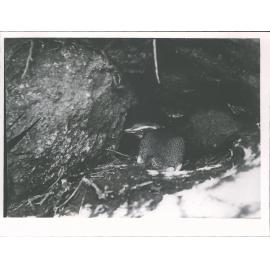 Penguin on its nest [Dusky Sound]