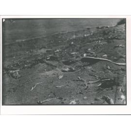 Oyster catcher's nest at Goose Cove Dusky Sound