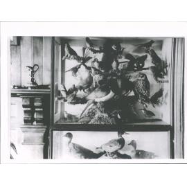 N.Z. Birds Mr Melland's