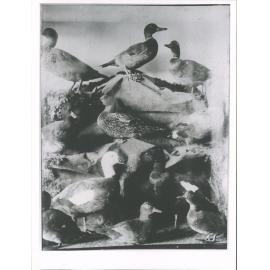 N.Z. Birds - Mr Melland's