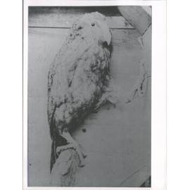[Kakapo]