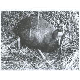 Takahe