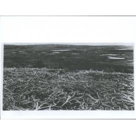 "On the Blue Mountains behind Brookside, near Tapanui, A Section of skeleton forest (Bog Pine or Dacrydium Bidwilli)"