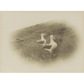 Albatross, summit of Campbell Island