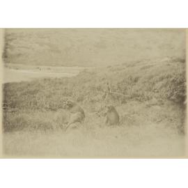 Sea lions, Ross Island, Aucklands