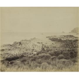 Penguin farms on Snares Island