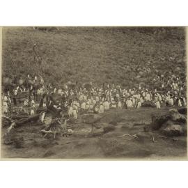 Penguins on Snares Island