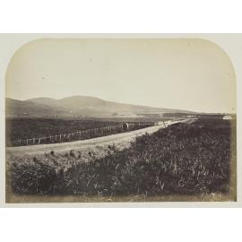 Cherry Farm, Waikouaiti