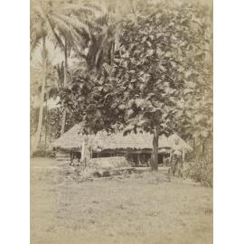 Breadfruit tree