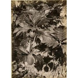 Breadfruit