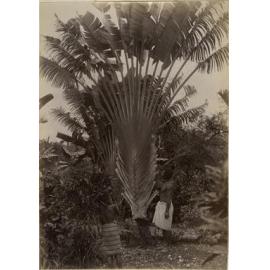 Traveller's palm