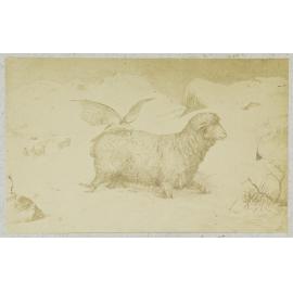 Sheep attacked by kea