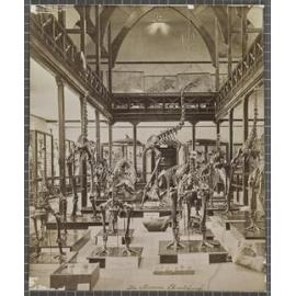 The Museum, Christchurch