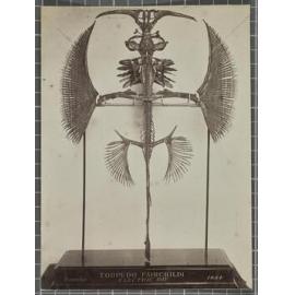 Torpedo Fairchilds Electric Ray Skeleton (Dunedin Museum)