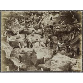 Mollyhawks and Penguins, Bounty Islands