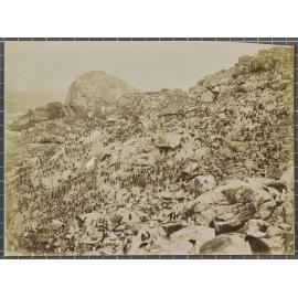 Mollyhawks and Penguins, Bounty Islands