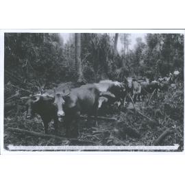 Bullocks at work - Makatote Viaduct