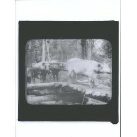 J. Chisholm Glass Lantern Slide 217