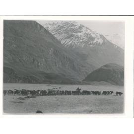 yearlings Speargrass creek in background