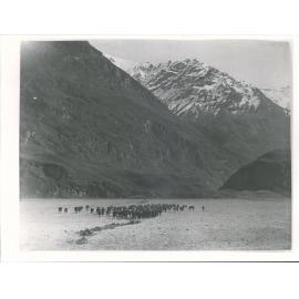 young stock feeding on hay Spear grass creeck in background