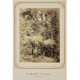 Forest Scene (North Island)
