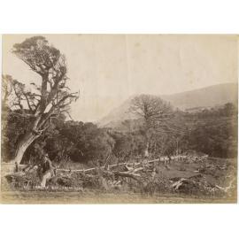 Sandfly Bay, from road