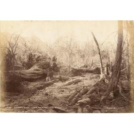 Tikitapu Bush after Eruption June 10 1886