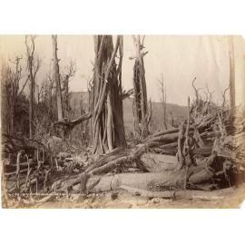 Tikitapu Bush after Eruption June 10 1886