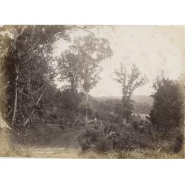 Auckland Road, Waiwera