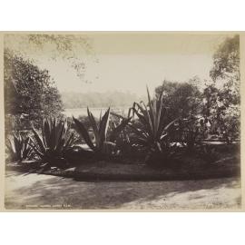 Botanical Gardens, Sydney N.S.W.