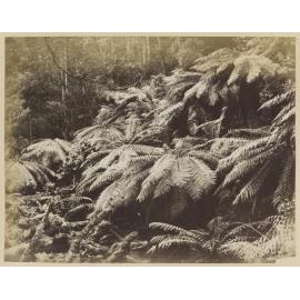 Mt Wellington, Tasmania