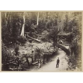Fern Tree Bower, Tasmania